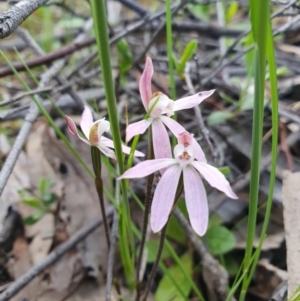 Caladenia fuscata at Denman Prospect, ACT - 9 Oct 2020