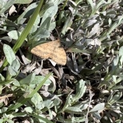 Scopula rubraria (Reddish Wave, Plantain Moth) at Franklin, ACT - 18 Oct 2020 by OllieCal