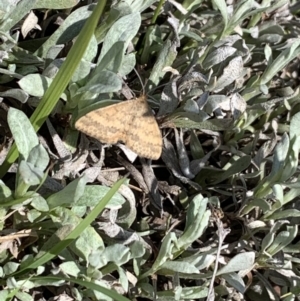 Scopula rubraria at Franklin, ACT - 18 Oct 2020 11:04 AM