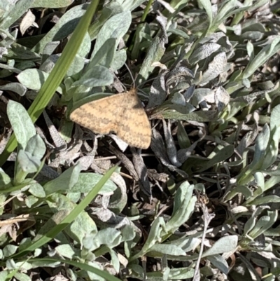 Scopula rubraria (Reddish Wave, Plantain Moth) at Mulanggari Grasslands - 18 Oct 2020 by OllieCal