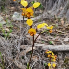 Diuris semilunulata (Late Leopard Orchid) at Denman Prospect 2 Estate Deferred Area (Block 12) - 9 Oct 2020 by nic.jario