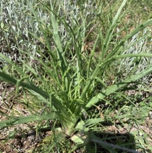 Eryngium ovinum at Franklin, ACT - 18 Oct 2020