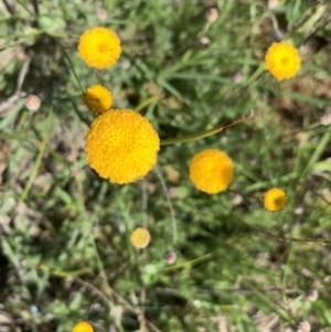 Leptorhynchos squamatus at Franklin, ACT - 18 Oct 2020