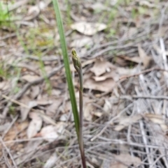 Thelymitra sp. (A Sun Orchid) at Denman Prospect, ACT - 9 Oct 2020 by nic.jario