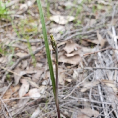 Thelymitra sp. (A Sun Orchid) at Denman Prospect, ACT - 9 Oct 2020 by nic.jario