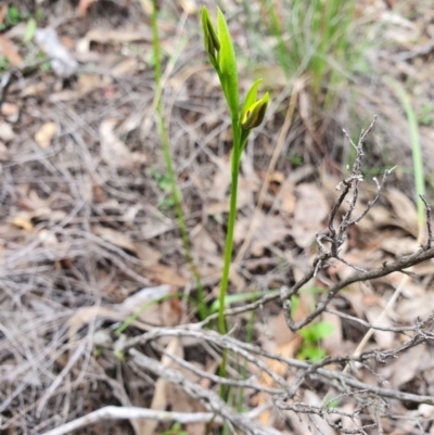 Diuris sp. (A Donkey Orchid) at Denman Prospect, ACT - 9 Oct 2020 by nic.jario