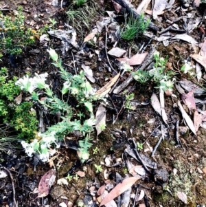 Pimelea linifolia at Bruce, ACT - 17 Oct 2020 12:21 PM