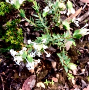 Pimelea linifolia at Bruce, ACT - 17 Oct 2020