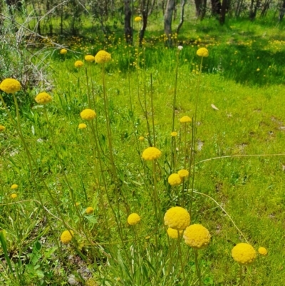 Craspedia variabilis (Common Billy Buttons) at Stromlo, ACT - 16 Oct 2020 by nic.jario