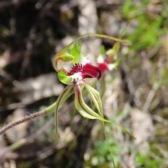Caladenia atrovespa (Green-comb Spider Orchid) at Theodore, ACT - 17 Oct 2020 by Owen