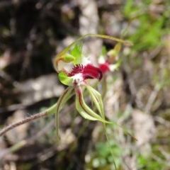Caladenia atrovespa (Green-comb Spider Orchid) at Theodore, ACT - 18 Oct 2020 by owenh