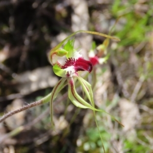 Caladenia atrovespa at Theodore, ACT - 18 Oct 2020