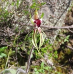 Caladenia atrovespa at Theodore, ACT - 18 Oct 2020