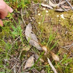 Speculantha rubescens (Blushing Tiny Greenhood) at Denman Prospect, ACT - 9 Oct 2020 by nic.jario