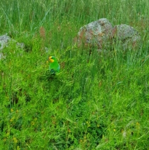 Polytelis swainsonii at Molonglo River Reserve - suppressed