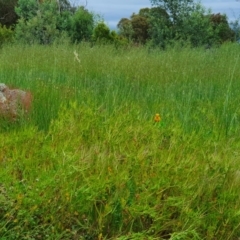 Polytelis swainsonii at Molonglo River Reserve - suppressed