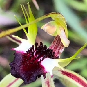 Caladenia parva at Carwoola, NSW - suppressed