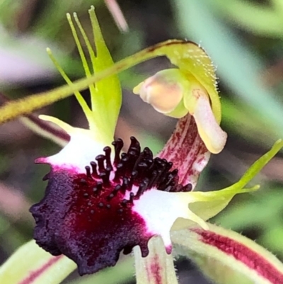 Caladenia parva (Brown-clubbed Spider Orchid) at Carwoola, NSW - 17 Oct 2020 by MeganDixon