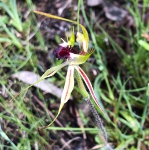 Caladenia parva at Carwoola, NSW - suppressed