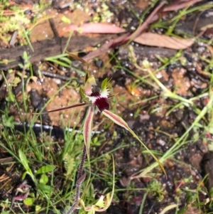 Caladenia parva at Carwoola, NSW - 17 Oct 2020