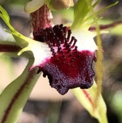 Caladenia parva at Carwoola, NSW - suppressed