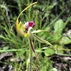 Caladenia parva at Carwoola, NSW - 17 Oct 2020