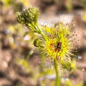 Drosera gunniana at Carwoola, NSW - 28 Sep 2020