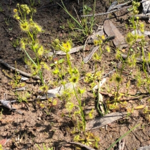 Drosera gunniana at Carwoola, NSW - 28 Sep 2020