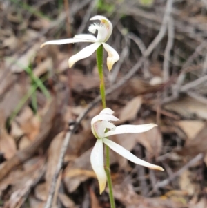 Caladenia ustulata at Denman Prospect, ACT - 9 Oct 2020