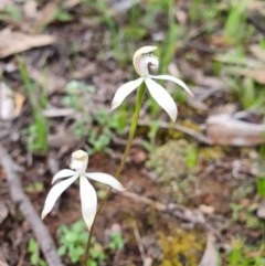 Caladenia ustulata (Brown Caps) at Denman Prospect 2 Estate Deferred Area (Block 12) - 9 Oct 2020 by nic.jario