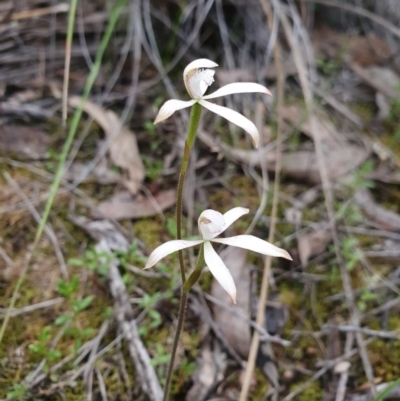 Caladenia ustulata (Brown Caps) at Denman Prospect, ACT - 9 Oct 2020 by nic.jario