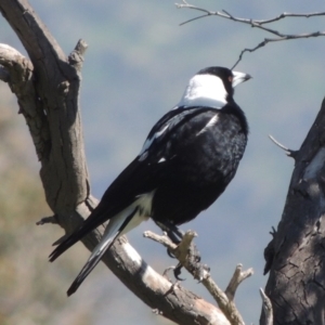 Gymnorhina tibicen at Gordon, ACT - 14 Sep 2020