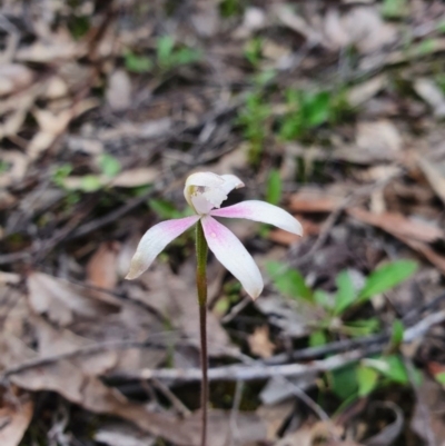 Caladenia ustulata (Brown Caps) at Denman Prospect 2 Estate Deferred Area (Block 12) - 9 Oct 2020 by nic.jario