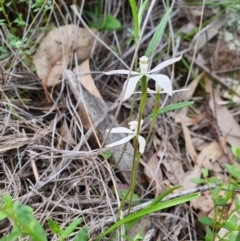 Caladenia ustulata (Brown Caps) at Denman Prospect, ACT - 9 Oct 2020 by nic.jario