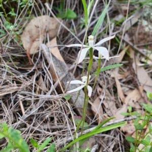 Caladenia ustulata at Denman Prospect, ACT - suppressed