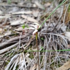 Caladenia ustulata (Brown Caps) at Denman Prospect, ACT - 9 Oct 2020 by nic.jario