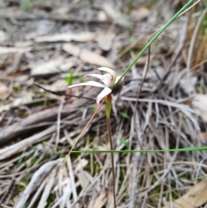 Caladenia ustulata at Denman Prospect, ACT - suppressed