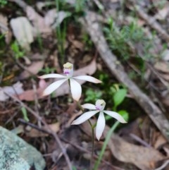 Caladenia ustulata (Brown Caps) at Denman Prospect, ACT - 9 Oct 2020 by nic.jario