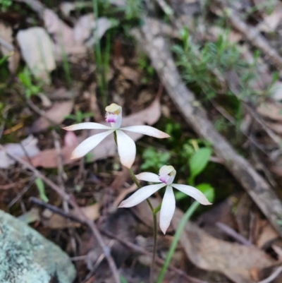 Caladenia ustulata (Brown Caps) at Denman Prospect, ACT - 9 Oct 2020 by nic.jario