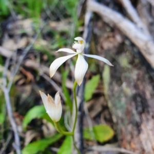 Caladenia ustulata at Denman Prospect, ACT - 9 Oct 2020