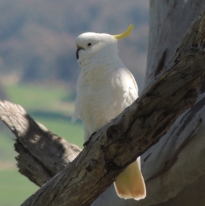 Cacatua galerita at Gordon, ACT - 14 Sep 2020 01:46 PM