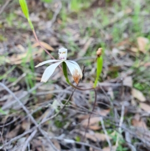 Caladenia ustulata at Denman Prospect, ACT - suppressed