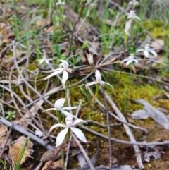 Caladenia ustulata (Brown Caps) at Denman Prospect, ACT - 9 Oct 2020 by nic.jario