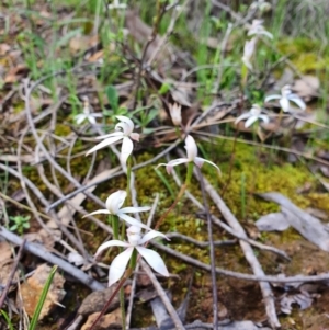 Caladenia ustulata at Denman Prospect, ACT - suppressed