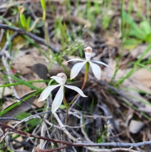 Caladenia ustulata at Denman Prospect, ACT - suppressed