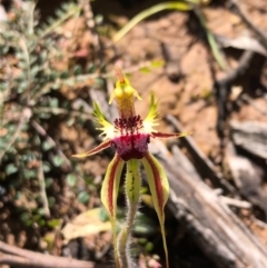 Caladenia parva (Brown-clubbed Spider Orchid) at Carwoola, NSW - 17 Oct 2020 by MeganDixon