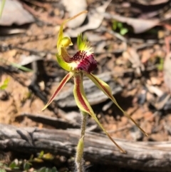 Caladenia parva at Carwoola, NSW - suppressed