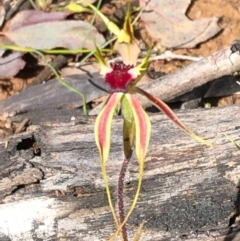 Caladenia parva at Carwoola, NSW - suppressed