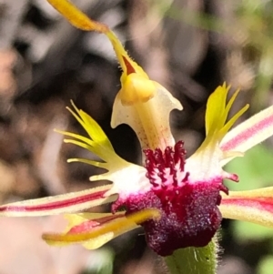 Caladenia parva at Carwoola, NSW - suppressed