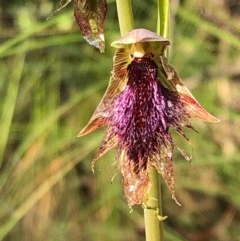 Calochilus platychilus (Purple Beard Orchid) at Stony Creek Nature Reserve - 17 Oct 2020 by MeganDixon